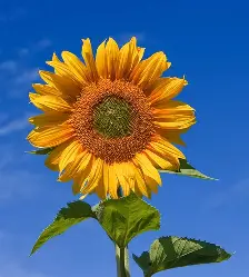 sunflower's profile picture